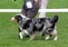 open bitches EXC1 4th best bitch Drover's Breakthrough2