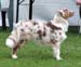 puppy bitch 1st, BOS-puppy Sentikki Pleiades