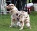 puppy bitch 1st, BOS-puppy Sentikki Pleiades1