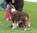 puppy dogs 2nd Sentikki Patriot