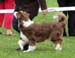 puppy dogs 2nd Sentikki Patriot1