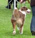 puppy dogs 2nd Sentikki Patriot3