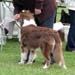 puppy dogs 2nd Sentikki Patriot4