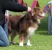 veteran dogs EXC1 EEVW-09 4th best male CH Tres Colores Shakespeare