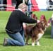 veteran dogs EXC1 EEVW-09 4th best male CH Tres Colores Shakespeare1