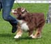 veteran dogs EXC1 EEVW-09 4th best male CH Tres Colores Shakespeare2