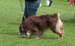 veteran dogs EXC1 EEVW-09 4th best male CH Tres Colores Shakespeare3