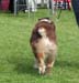veteran dogs EXC1 EEVW-09 4th best male CH Tres Colores Shakespeare4