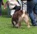 veteran dogs EXC1 EEVW-09 4th best male CH Tres Colores Shakespeare5