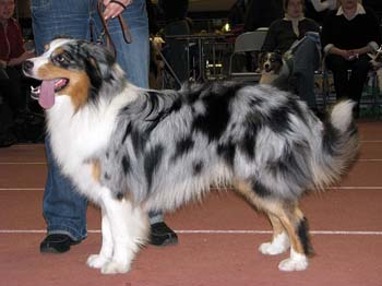 Intermediate males VG3 Excellent Choice Eye Catching