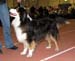 Intermediate males F Tres Colores Imperial Luz1