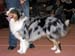 Intermediate males VG3 Excellent Choice Eye Catching