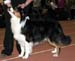champion males EXC1 best male CACIB BOS Drover's Bath'n Brushed