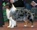 champion males EXC2 Drover's Attent'n Please