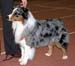 champion males EXC2 Drover's Attent'n Please1