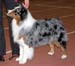 champion males EXC2 Drover's Attent'n Please2