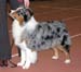 champion males EXC2 Drover's Attent'n Please3