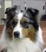 champion males EXC2 Drover's Attent'n Please4