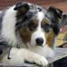 champion males EXC2 Drover's Attent'n Please5