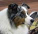 champion males EXC2 Drover's Attent'n Please6