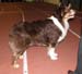 champion males EXC3 2nd best male res.CACIB Ossequente Urho of Lugnet