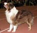 champion males VG Ossequente Salvatore
