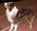 champion males VG Ossequente Salvatore1