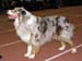 champion males VG4 Hazelmoor Handy Hammer