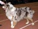 champion males VG4 Hazelmoor Handy Hammer1