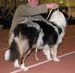 junior males EXC1 CAC 3rd best male Tres Colores Usa Chessmaster1