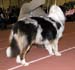 junior males EXC1 CAC 3rd best male Tres Colores Usa Chessmaster2