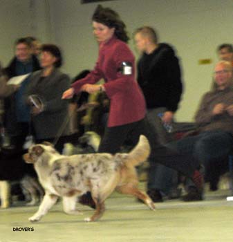 BOB Drover's Crown Jewel1