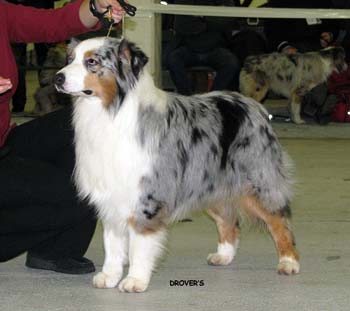 champion males EXC1 2nd best male res.CACIB Gun Lake Thorn's Pancake