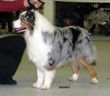 champion males EXC1 2nd best male res.CACIB Gun Lake Thorn's Pancake1