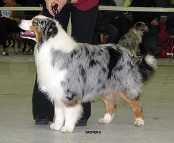 champion males EXC1 2nd best male res.CACIB Gun Lake Thorn's Pancake2