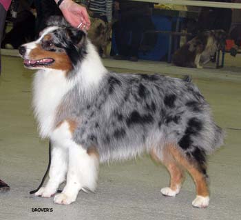 champion males EXC2 3rd best male Drover's Attent'n Please