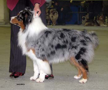 champion males EXC2 3rd best male Drover's Attent'n Please1