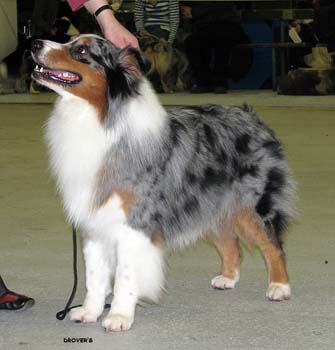 champion males EXC2 3rd best male Drover's Attent'n Please2