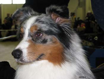 champion males EXC2 3rd best male Drover's Attent'n Please3