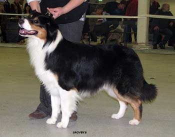 champion males EXC3 4th best male Drover's Bath'n Brushed