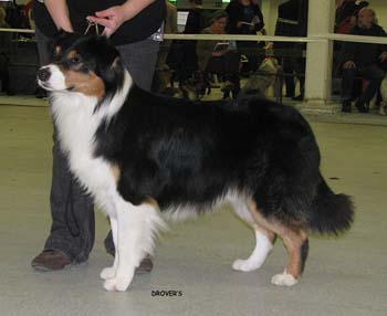 champion males EXC3 4th best male Drover's Bath'n Brushed1