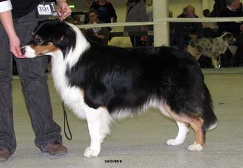 champion males EXC3 4th best male Drover's Bath'n Brushed2