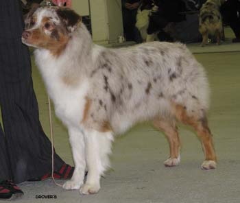 intermediate bitches EXC1 best bitch CAC CACIB BOB Drover's Crown Jewel1
