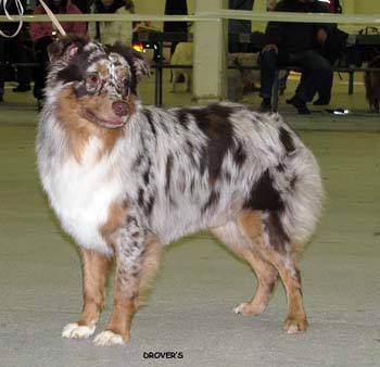 intermediate males EXC1 Painted Magic Cinnebar