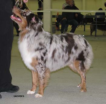 intermediate males EXC1 Painted Magic Cinnebar1