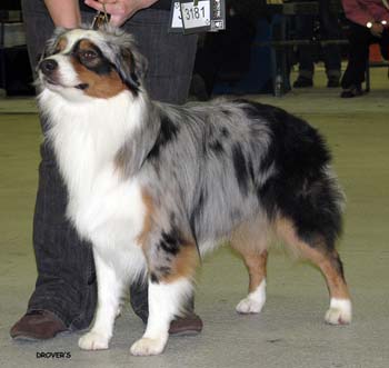 intermediate males VG2 Drover's Counting Sheep