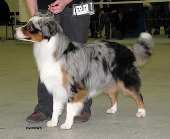 intermediate males VG2 Drover's Counting Sheep2