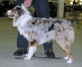 intermediate males VG3 Tres Colores Idolo Americano