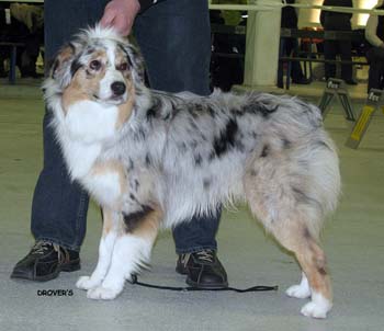intermediate males VG3 Tres Colores Idolo Americano1