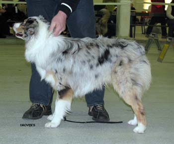 intermediate males VG3 Tres Colores Idolo Americano2